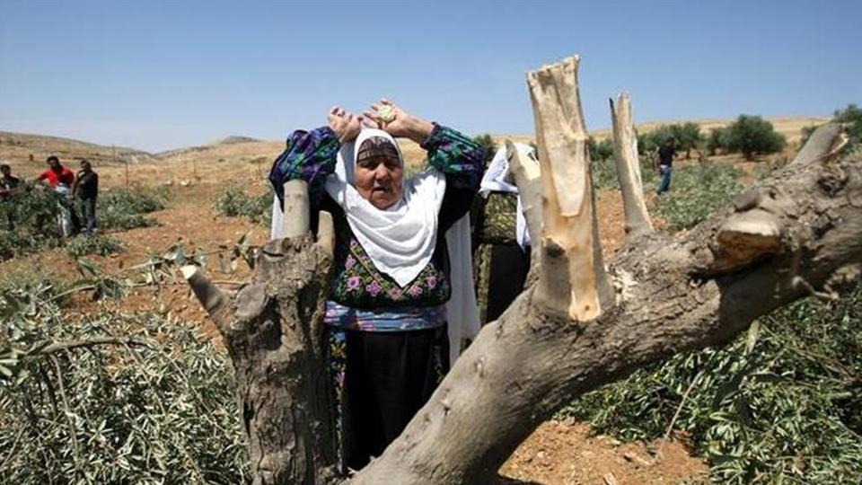 جيش الاحتلال والمستوطنون أتلفوا نحو 5711 شجرة زيتون في الأراضي الفلسطينية خلال العام الجاري